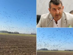 „Najpierw niszczą pszenicę, potem rzepak”. Rolnicy tracą plony i wciąż czekają na pomoc