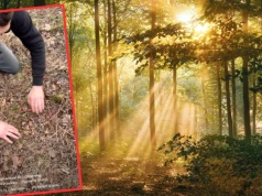 Grzybiarz rozgarnął liście. Aż przecierał oczy ze zdumienia. "Piękne"