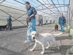 Pierwsza szkoła psów asystenckich powstaje na Wyspach Kanaryjskich