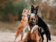 Nawet 5000 zł kary dla opiekuna psa. Sprawdź, jak uniknąć grzywny!