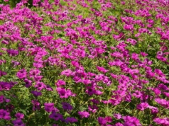 Posadź raz i zapomnij o pielęgnacji. Rośliny, które rosną latami niemal bez opieki