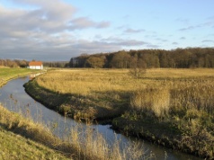 Martwy żubr w rowie melioracyjnym. Wiceminister klimatu dostrzegł problem