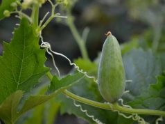 Posadź tę roślinę przy płocie. W kilka tygodni stworzy zieloną ścianę pełną chrupiących owoców