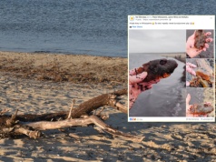 Niezwykłe znalezisko przy plaży w Mikoszewie. Wyłowił je z Bałtyku