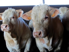 Wołowina z niższą ceną, ale rekordowym eksportem