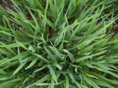 Stosowanie regulatorów wzrostu w pszenicy jarej. Jak ograniczyć wyleganie?