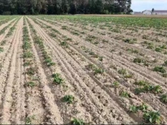 Biorozwiązania w praktyce – realne efekty zastosowania preparatów mikrobiologicznych