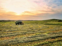 Jak przezimowały zboża i rzepaki na świętokrzyskich polach?