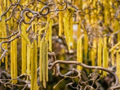 Zbierz i zjadaj na zdrowie! Kotki leszczynowe zamocz w czekoladzie, occie lub miodzie. Pomogą na ból gardła i przy menopauzie