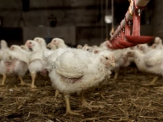 Kolejne ogniska rzekomego pomoru drobiu. GIW aktualizuje mapę