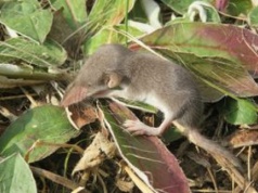 Jest jadowita. Nigdy nie zabijaj, gdy zauważysz w ogrodzie