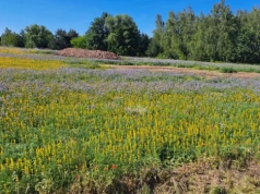 Dopłaty 2026. Sprawdź, które ekoschematy można łączyć