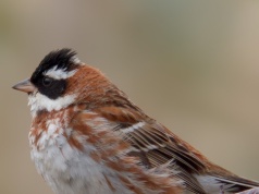 Bardzo rzadki ptak widziany na południu Polski. Ma maskę jak Zorro