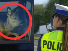 Sarna na przednim siedzeniu. Policjanci zaskoczeni nietypowym widokiem podczas kontroli