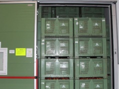 Zapasy polskich jabłek ogromne. Sprzedaż słaba, cena niska