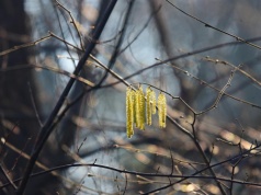Wiosna tylko na chwilę? Synoptycy ostrzegają przed powrotem zimy