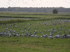 Żurawie, gęsi i kormorany niszczą uprawy, a rolnik zostaje z niczym. Co się stało z ustawami, które miały to zmienić?