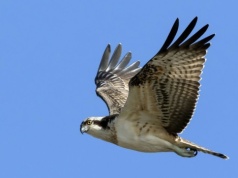 Rybołów to okazały ptak i utalentowany drapieżnik. Czym się wyróżnia?