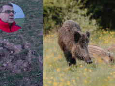 Rolnicy alarmują: dziki niszczą pola, a polować nie wolno. Spór o ASF narasta