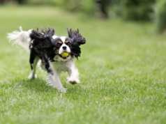 Spacer z psem: relaks czy pole minowe? O kleszczach i zjadaniu „zakazanych przekąsek”