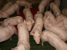 16.03.2026 Ceny skupu tuczników i macior: stawki ponownie wystrzeliły