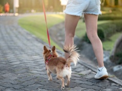 Trener personalny zwrócił na to uwagę. Chodzi o psy w naszym życiu