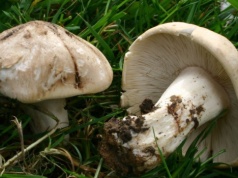 Gęśnica wiosenna ma nietypowy zapach. Dlaczego warto zbierać tego grzyba?