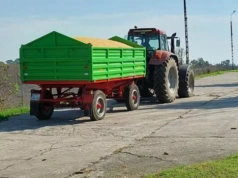 Pszenica najdroższa od roku, rzepak idzie w górę. Jakie ceny zbóż w skupach?