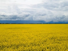 Dostosowanie rolnictwa Ukrainy do standardów UE sięga 79%. W rok +5 pkt proc.