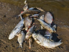 Alarm ekologiczny na Dniestrze. Prezydentka Mołdawii: Rosja ponosi pełną odpowiedzialność