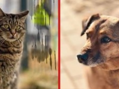 Piła: Dopłaty do kastracji psów i kotów