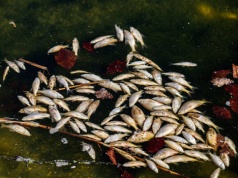 Olsztyn. Martwe ryby w stawie na osiedlu Jaroty. Czy można było je uratować?