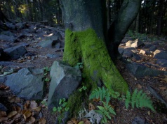 Starożytna celtycka moneta spoczywała w miejscu bitwy pod Kliszowem. Archeolodzy potwierdzili wyjątkowe odkrycie