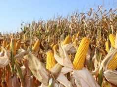 Czy to szansa na odporniejsze uprawy w gospodarstwach? Nowy rozdział europejskiego rolnictwa