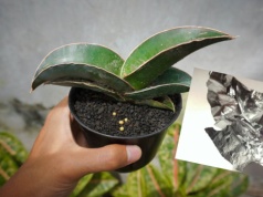 Język teściowej podziękuje ci za kawałek folii aluminiowej. Mało kto zna ten trik, a działa