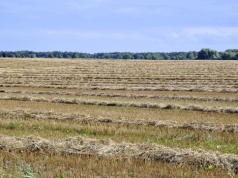 Sejm jednogłośnie za zmianami w Funduszu Ochrony Rolnictwa. Wyższe rekompensaty dla producentów