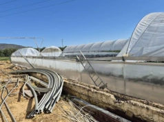 Nieszczęście producentów truskawek! Nawałnice zniszczyły część konstrukcji, ale solidniejsze tunele lepiej zdały egzamin