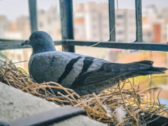 Ptasie gniazdo na balkonie lub w kominie? Jego usunięcie może skończyć się w sądzie