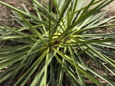 Wystarczy garść pod jukę. Latem pojawi się ogromny pęd kwiatowy