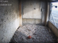 Pierwsze jajo w gnieździe lubelskich sokołów. Rozpoczął się nowy sezon lęgowy