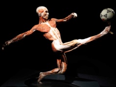 Wystawa BODY WORLDS we Wrocławiu przedłużona do 30 czerwca!