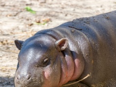 Niezwykłe narodziny w polskim zoo. Sama słodycz i sukces hodowlany