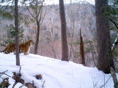 Kazachstan przygotowuje się do reintrodukcji tygrysa