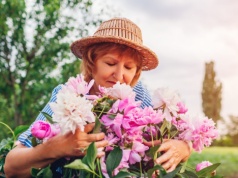 Piwonie kochają ten nawóz. Użyj w marcu, a w czerwcu obsypią się kwiatami