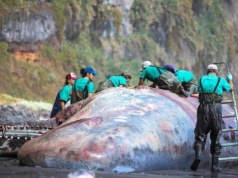 Nie tylko głębiny są tajemnicą. Sekret czaił się we wnętrzu tego wieloryba