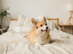 ChatGPT pomógł zaprojektować szczepionkę mRNA dla psa chorego na raka