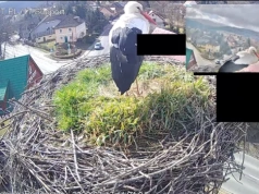 Bocian wrócił do Podgórzyna. To znak nadejścia wiosny