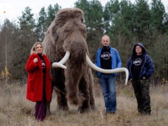 Poznajcie historię czaszki mamuta włochatego z Bzianki i zobaczcie jego pełnowymiarową rekonstrukcję