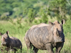 Wrócił olbrzym, którego myśliwi i kłusownicy wytępili 40 lat temu