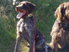 Dwa psy zaginęły w okolicach Widna. Właściciel prosi o pomoc